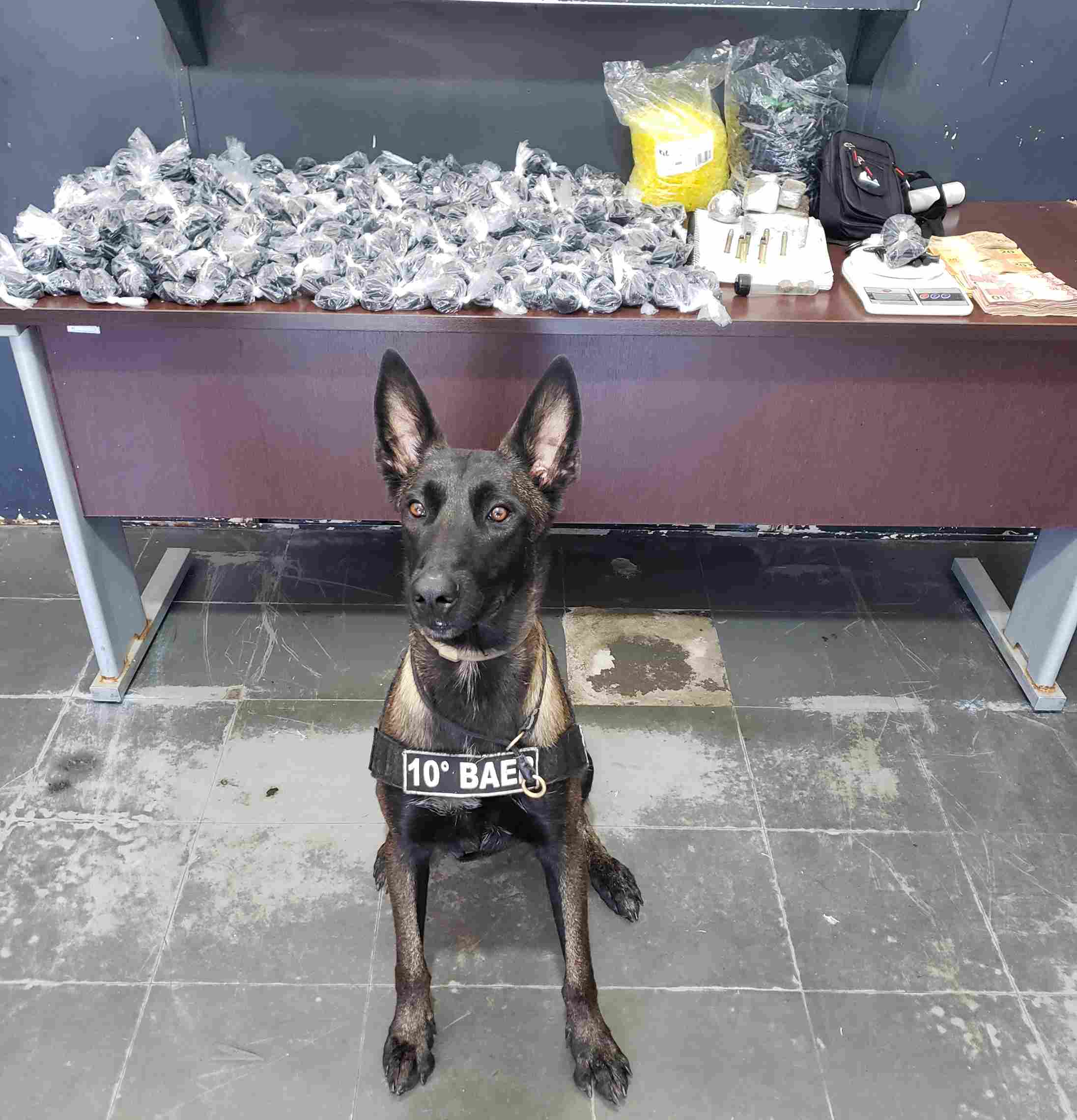 Cães ajudam a BAEP a rastrear substâncias ilícitas em Hortolândia